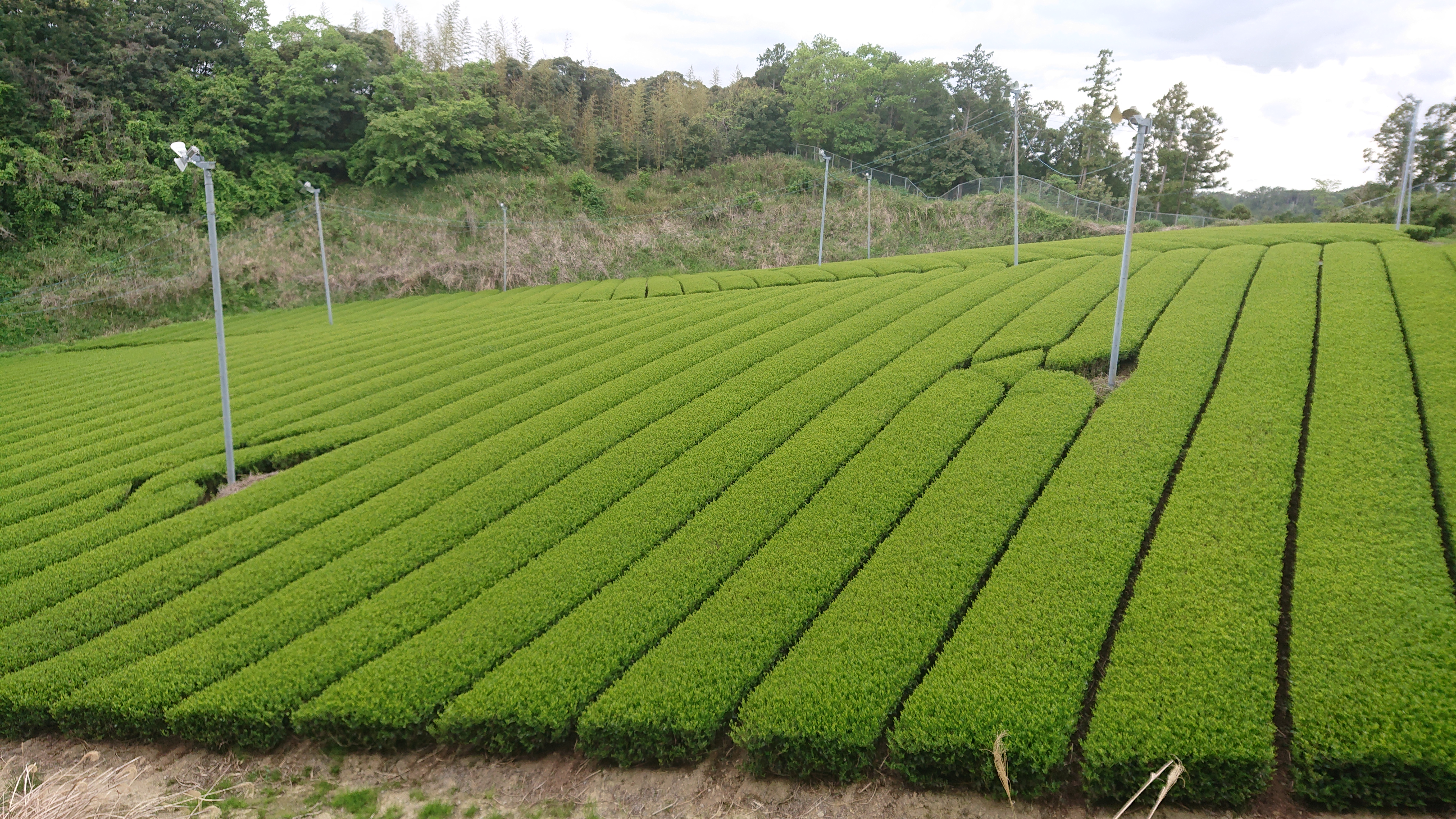 茶畑の全景
